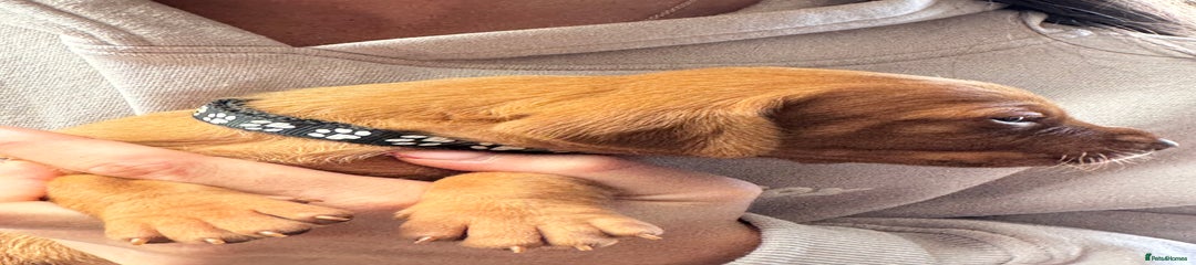 Hungarian Vizsla Puppy 3