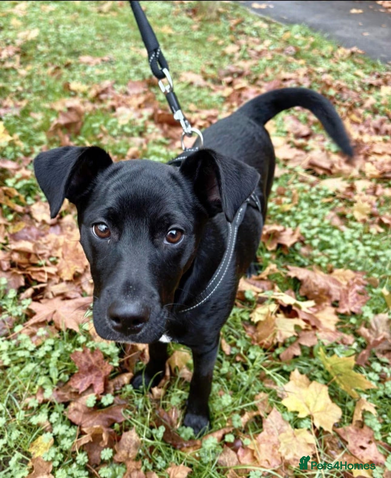 Mixed Breed dogs Patterdale x staff 1 year  - Advert 8