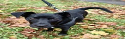 Mixed Breed dogs for sale: Patterdale x staff 1 year  - Advert 1