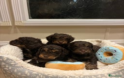 Cockapoo dogs for sale: Gorgous F1 chocolate and tan cockapoo puppies  - Image 1
