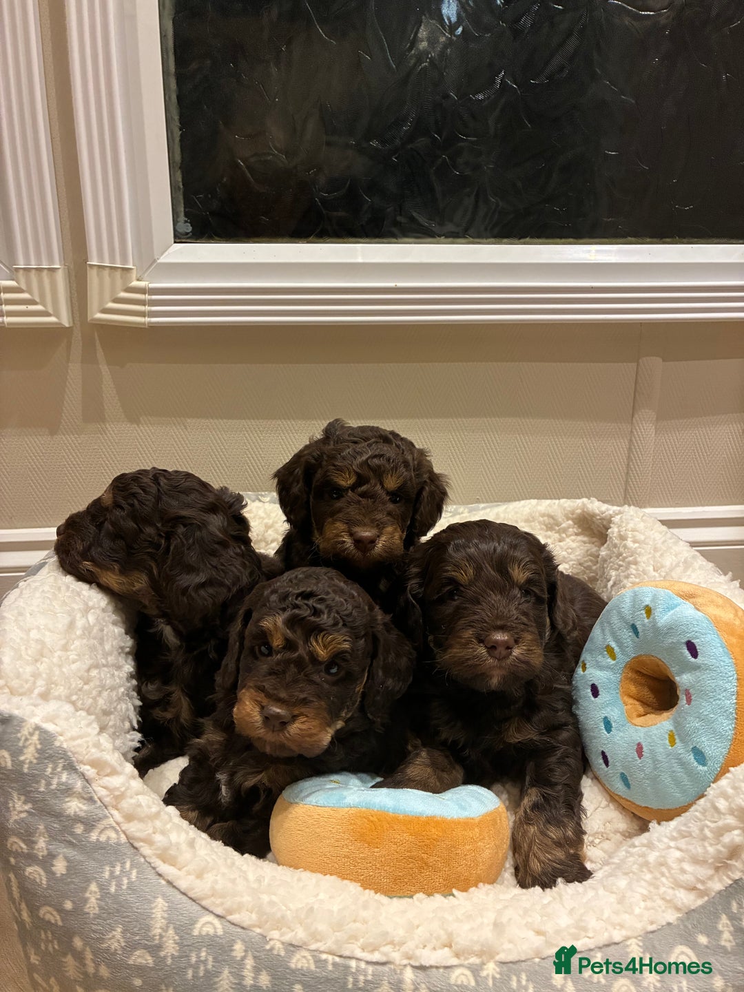 Cockapoo dogs for sale: Gorgous F1 chocolate and tan cockapoo puppies  - Image 1