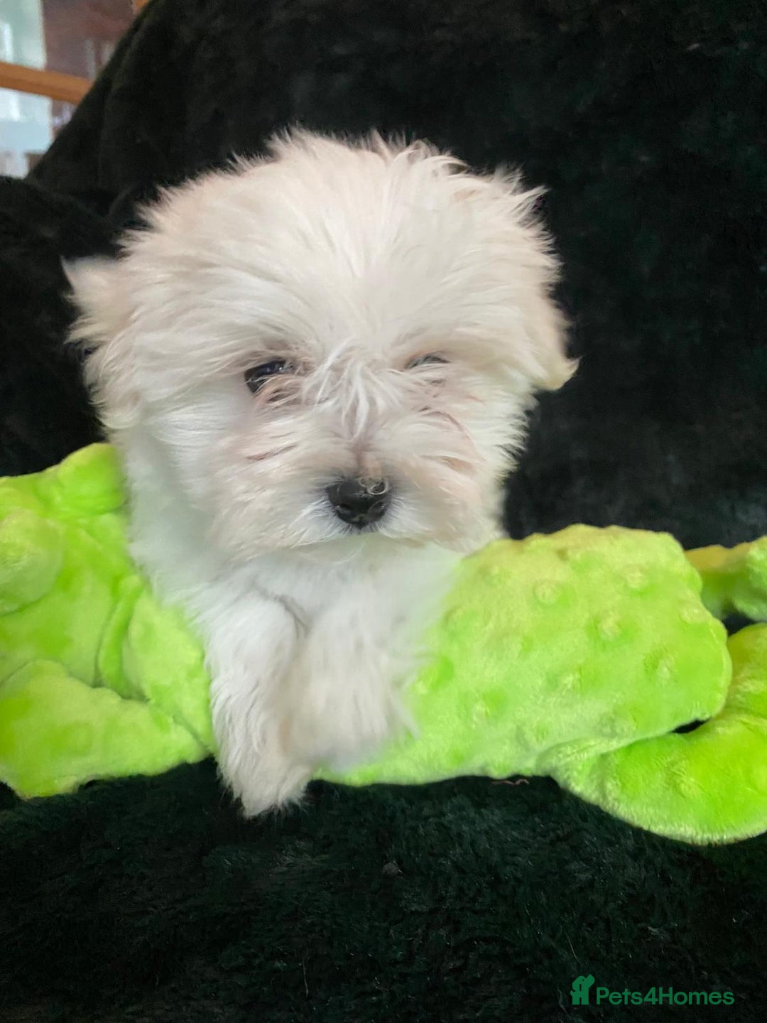 Maltese dogs for sale: Maltese puppies for sale  - Advert 6