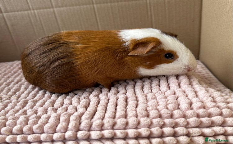 Guinea Pig rodents - Advert 2