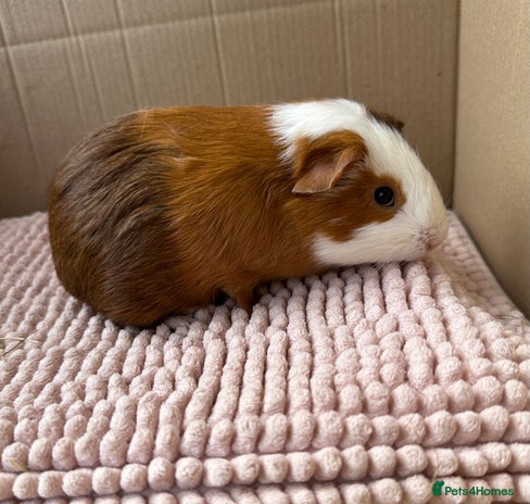 Guinea Pig rodents - Advert 2