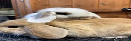 Mini Lop rabbits for sale: Pure bred mini lops *vaccinated* - Advert 6