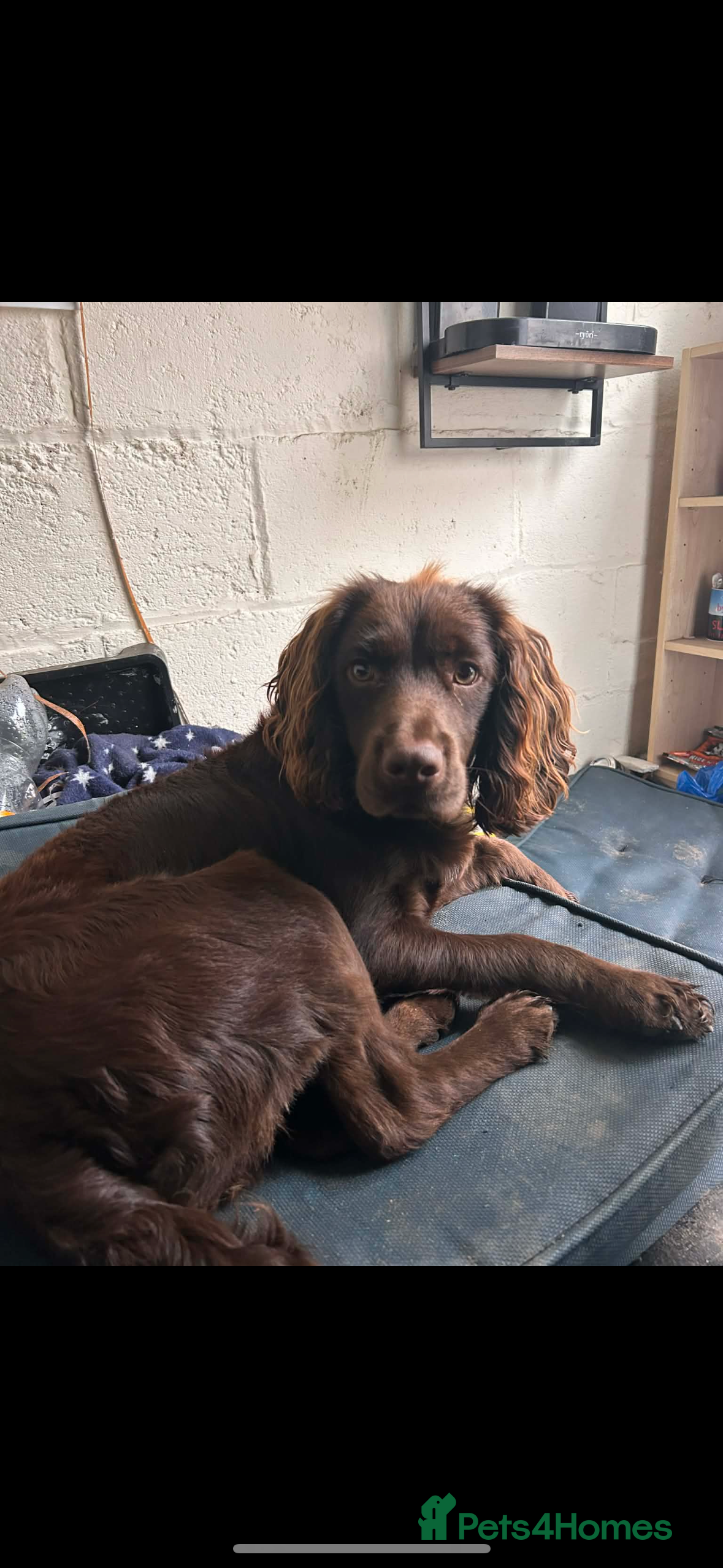 Cocker Spaniel dogs Beautiful working cocker spaniel - Advert 5