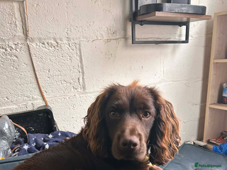 Cocker Spaniel dogs Beautiful working cocker spaniel - Advert 1