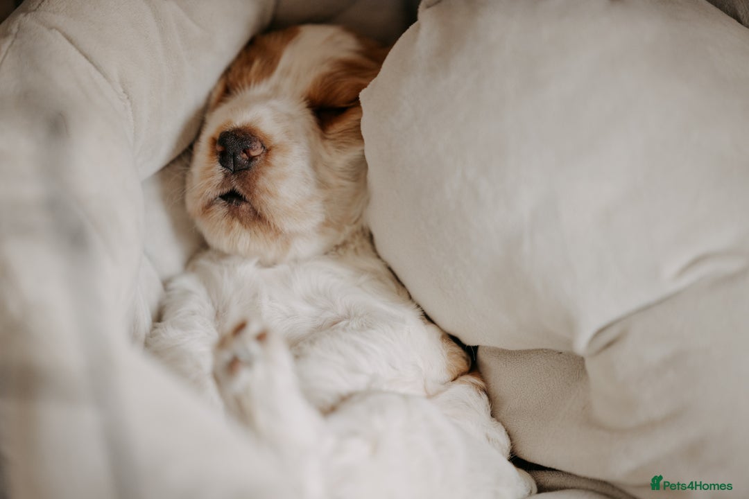 Cocker Spaniel dogs for sale: Stunning Cocker Spaniels - Image 2