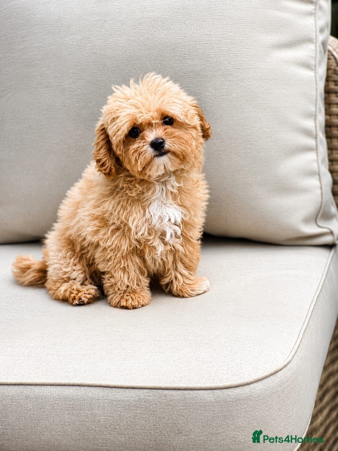 Maltipoo dogs READY Amazing TINY Korean Maltipoo Female Puppies. - Advert 1