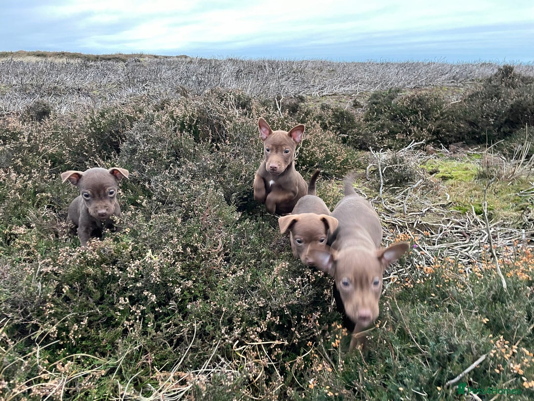 Patterdale Terrier dogs for sale: Parrerdale - Image 14