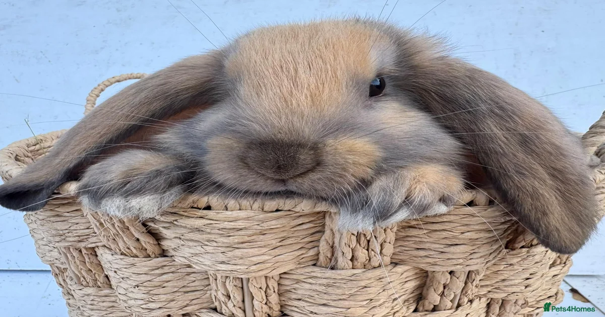 Dwarf bunnies Pets & Animals for sale | Pets4Homes