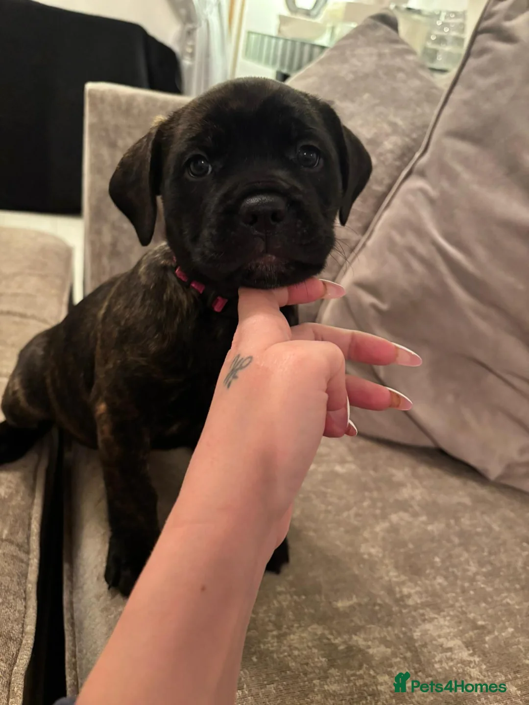 Mixed Breed dogs for sale: Presa Canario/Cane Corso Puppies 🐶 - Advert 8