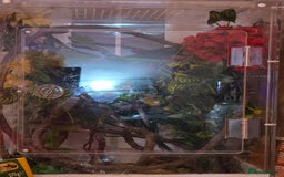 Gecko reptiles for sale: Crested gecko juvenile  - Image 3