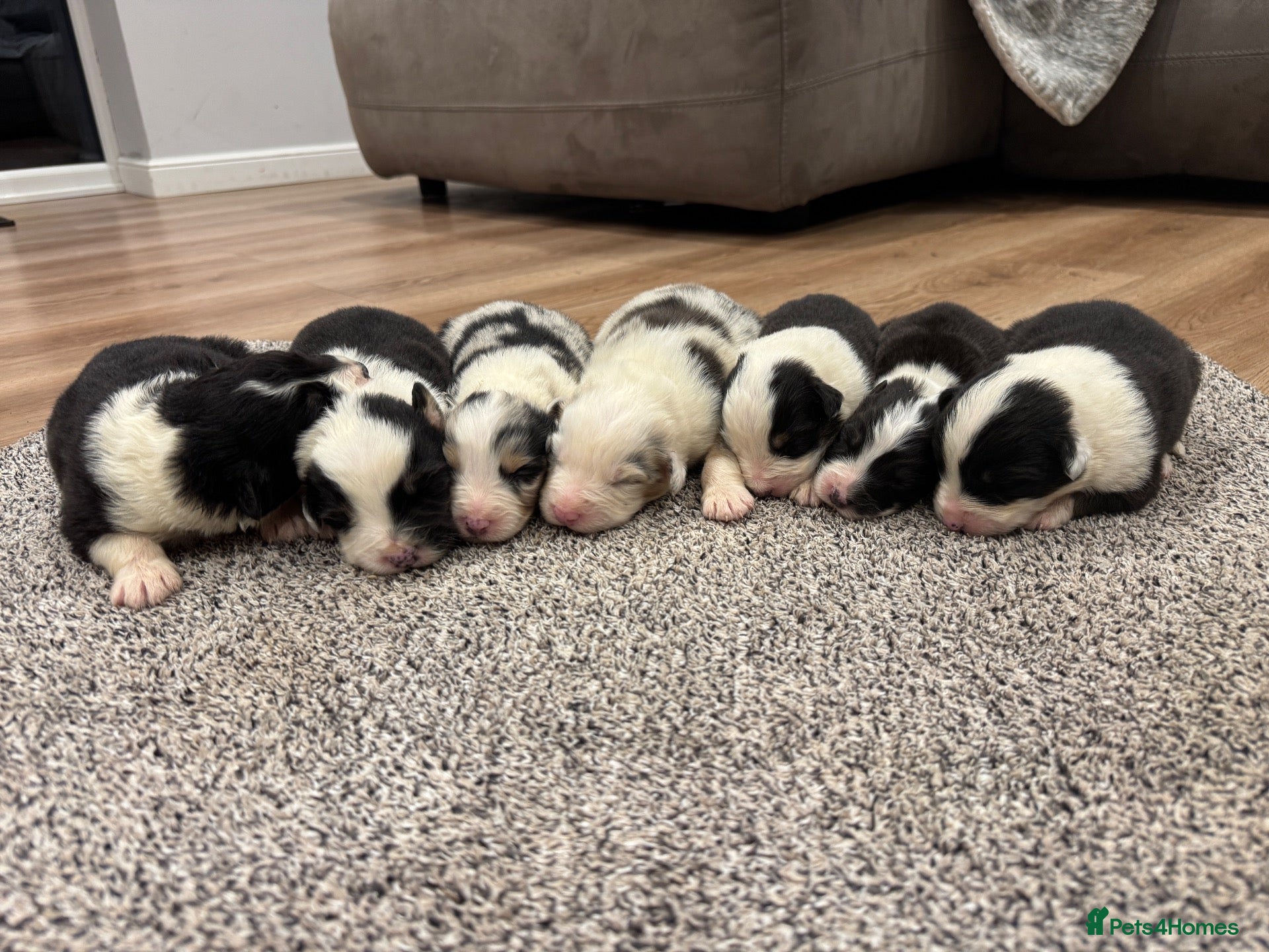 Australian Shepherd dogs 7 stunning Australian Shepards  - Advert 1