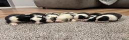 Australian Shepherd dogs for sale: 7 stunning Australian Shepards  - Advert 1