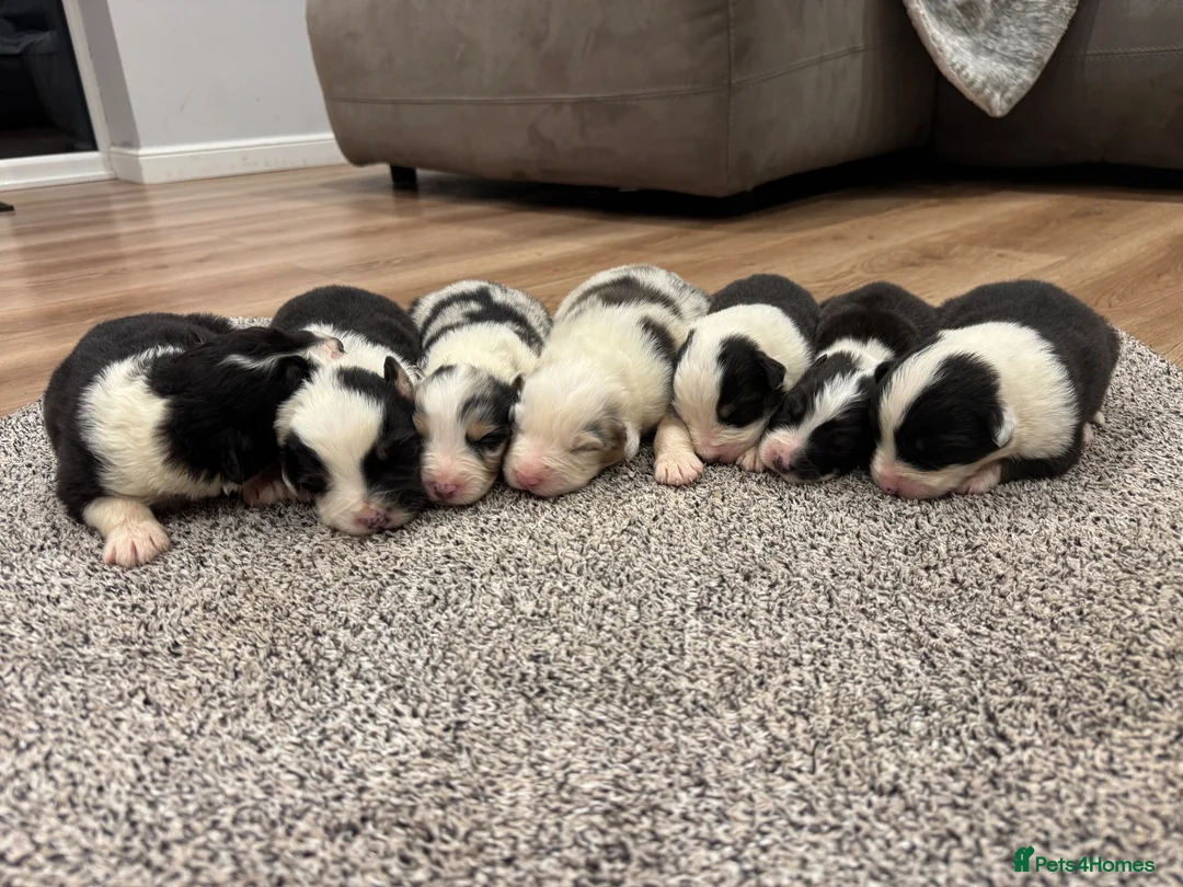 Australian Shepherd dogs for sale: 7 stunning Australian Shepards  - Advert 1