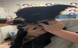 Mixed Breed dogs for sale: Collie cross pups  - Advert 9