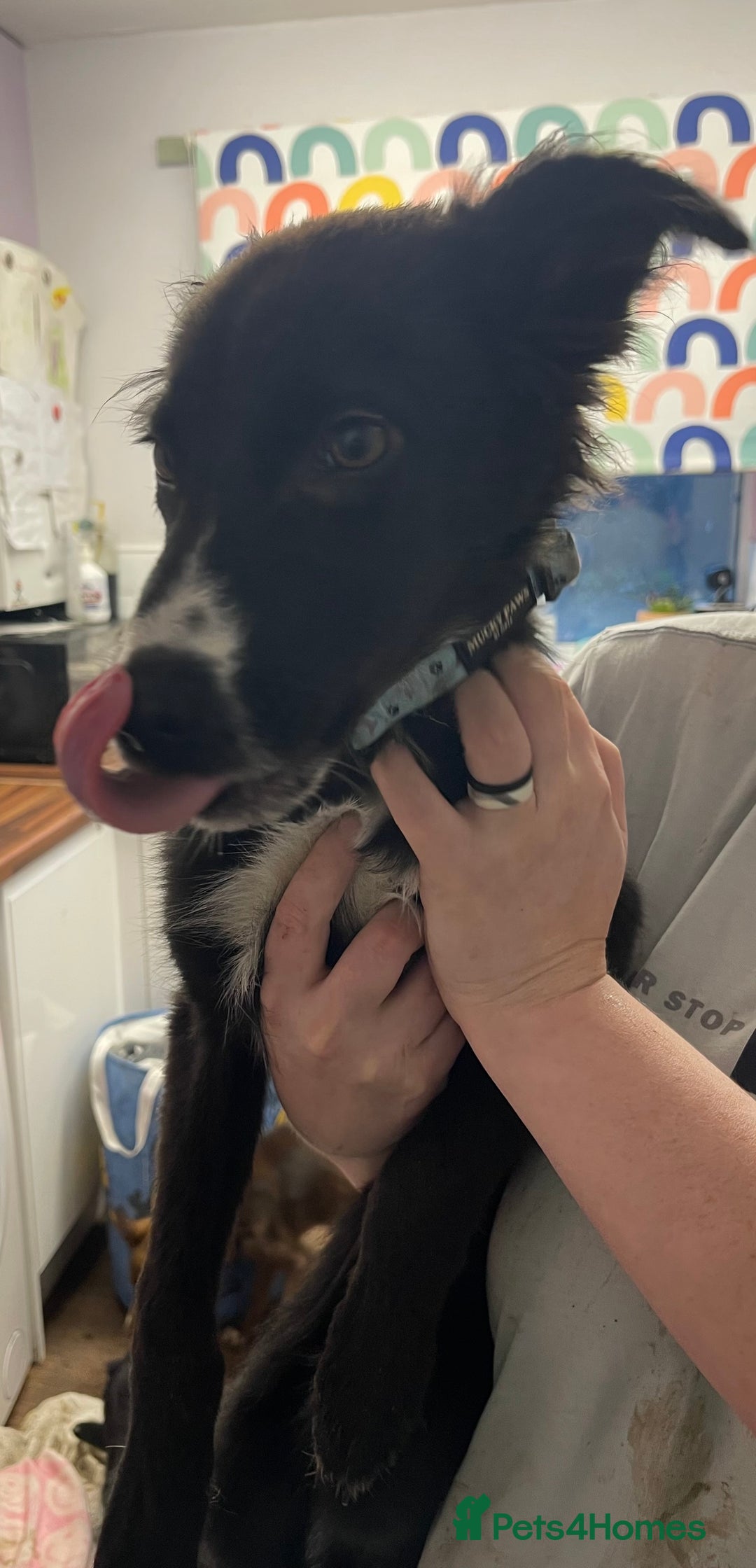 Mixed Breed dogs for sale: Collie cross pups  - Advert 9