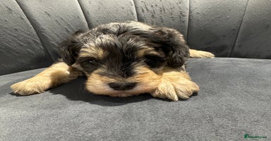 Mixed Breed dogs - Advert 7