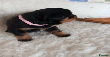 Rottweiler dogs Only two bitches remaining - Advert 8