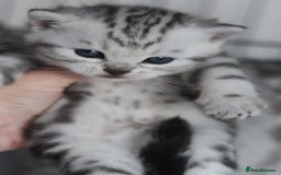 British Shorthair cats for sale: GCCF British Shorthair Silver Kittens - Advert 19