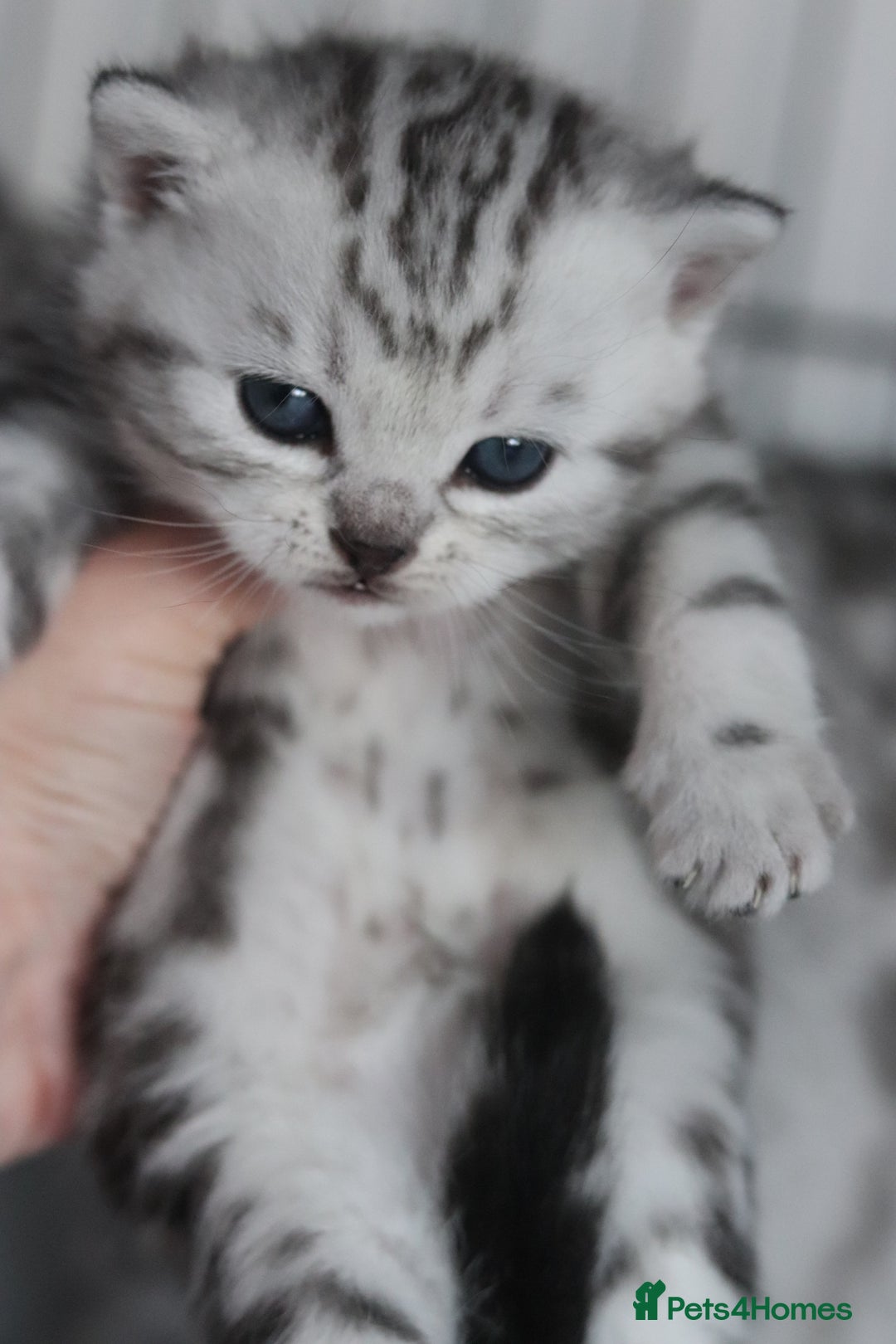 British Shorthair cats for sale: GCCF British Shorthair Silver Kittens - Advert 19