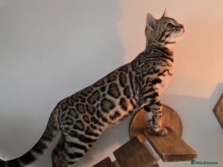 Bengal cats Tica Registered Brown bengal girl - Advert 2