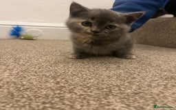 British Shorthair cats for sale: PEDIGREE BSH KITTENS READY TO FOR FOREVER HOMES  - Image 15