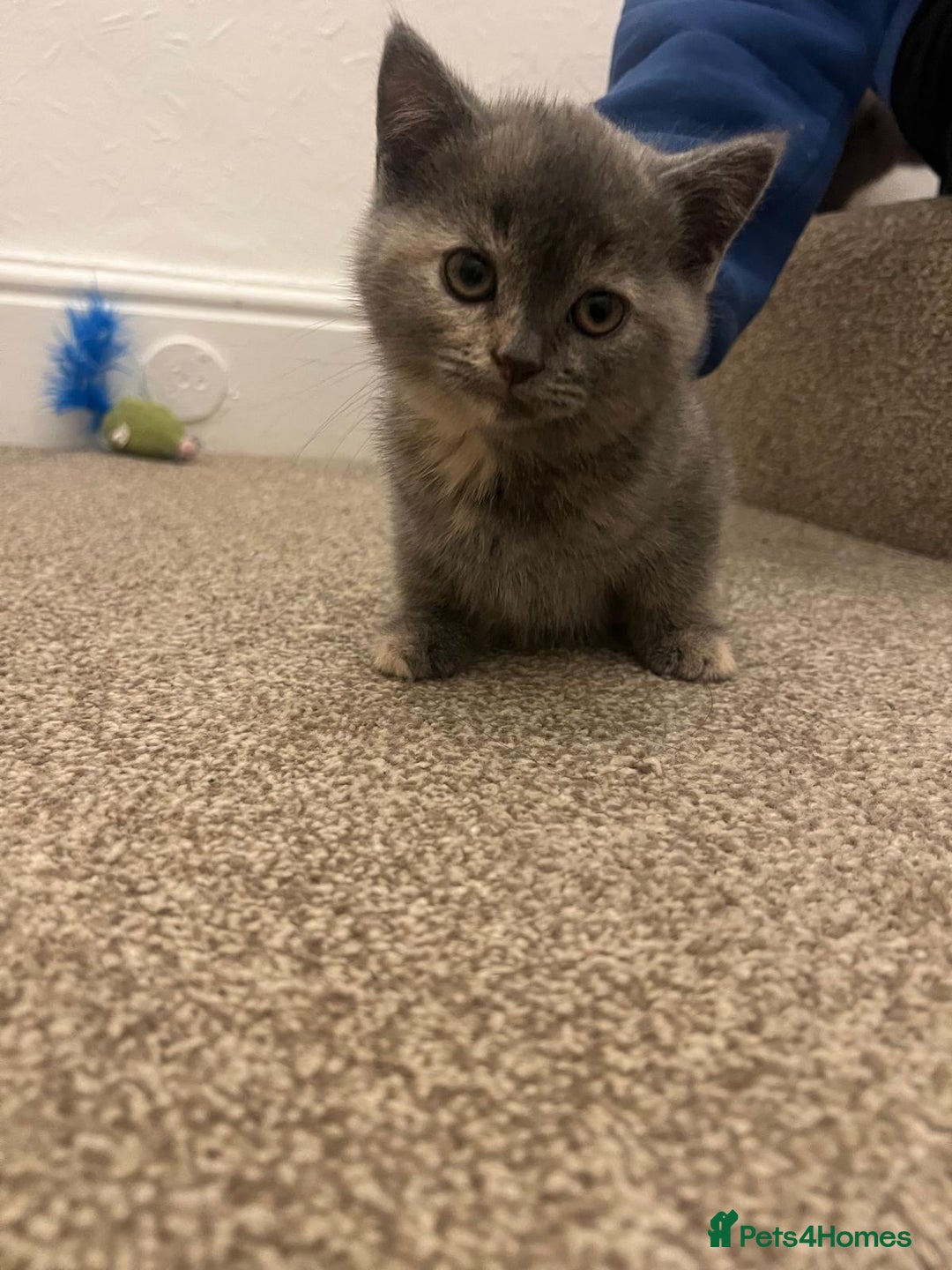 British Shorthair cats for sale: PEDIGREE BSH KITTENS READY TO FOR FOREVER HOMES  - Image 15