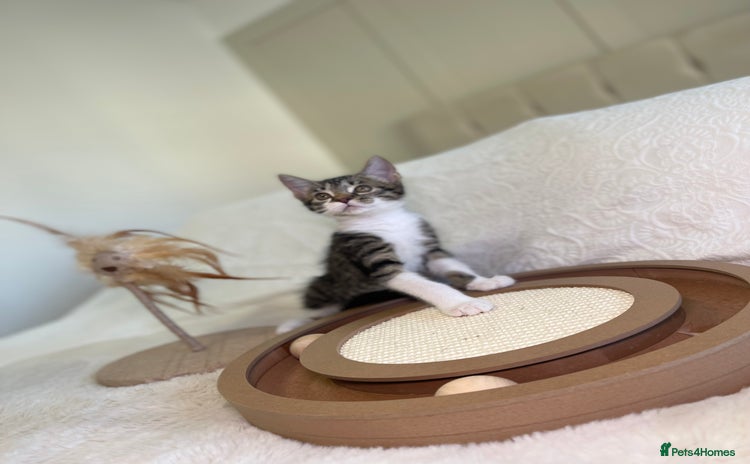 Mixed Breed cats Beautiful kittens 8 weeks old  - Advert 1