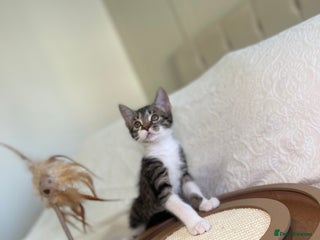 Mixed Breed cats Beautiful kittens 8 weeks old - Advert 1