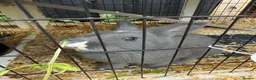 Mixed Breed rabbits for sale: 2 Male rabbits  in Worksop - Advert 5