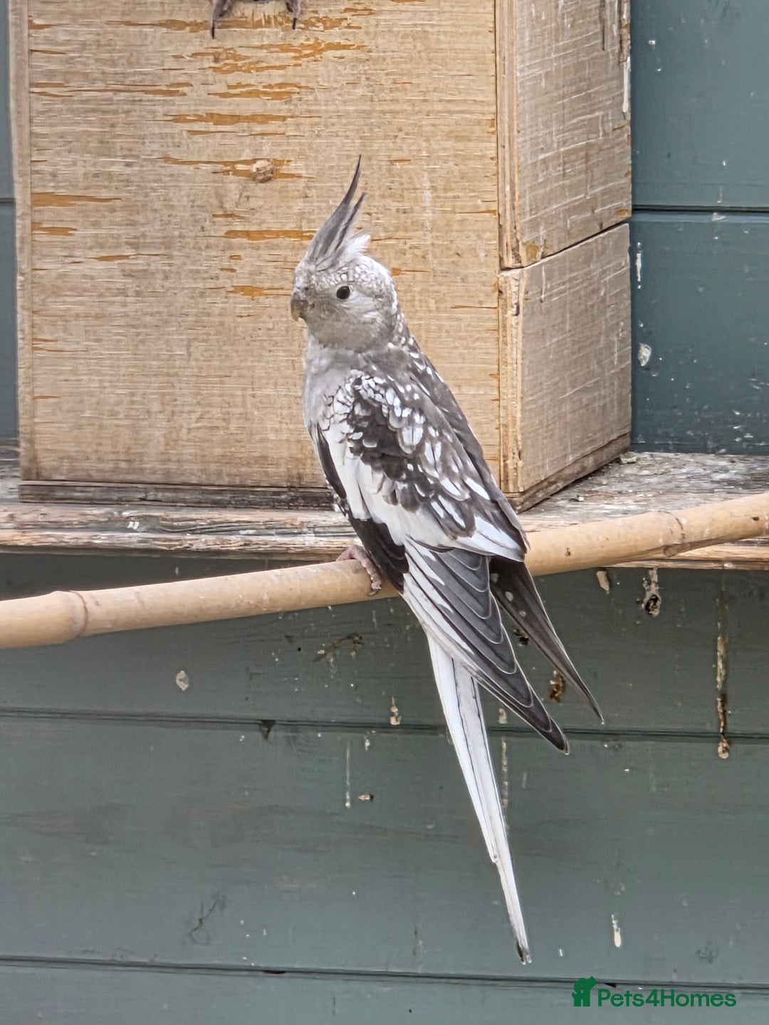 Cockatiels birds for sale: Stunning Young Silver Pearl Cockatiels For Sale - Image 11