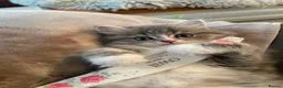 British Longhair cats for sale: Stunning British Longhair Kittens  - Advert 27