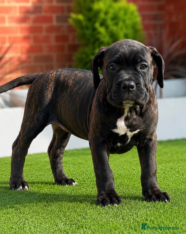 Cane Corso dogs 🐾 European Champion Bloodline Cane Corso Puppies - Advert 1