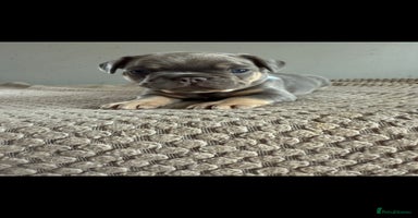 French Bulldog dogs - Advert 15