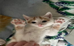 Mixed Breed cats for sale: 4 beautiful kittens 😻 - Image 2