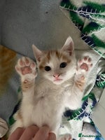 Mixed Breed cats - Advert 6