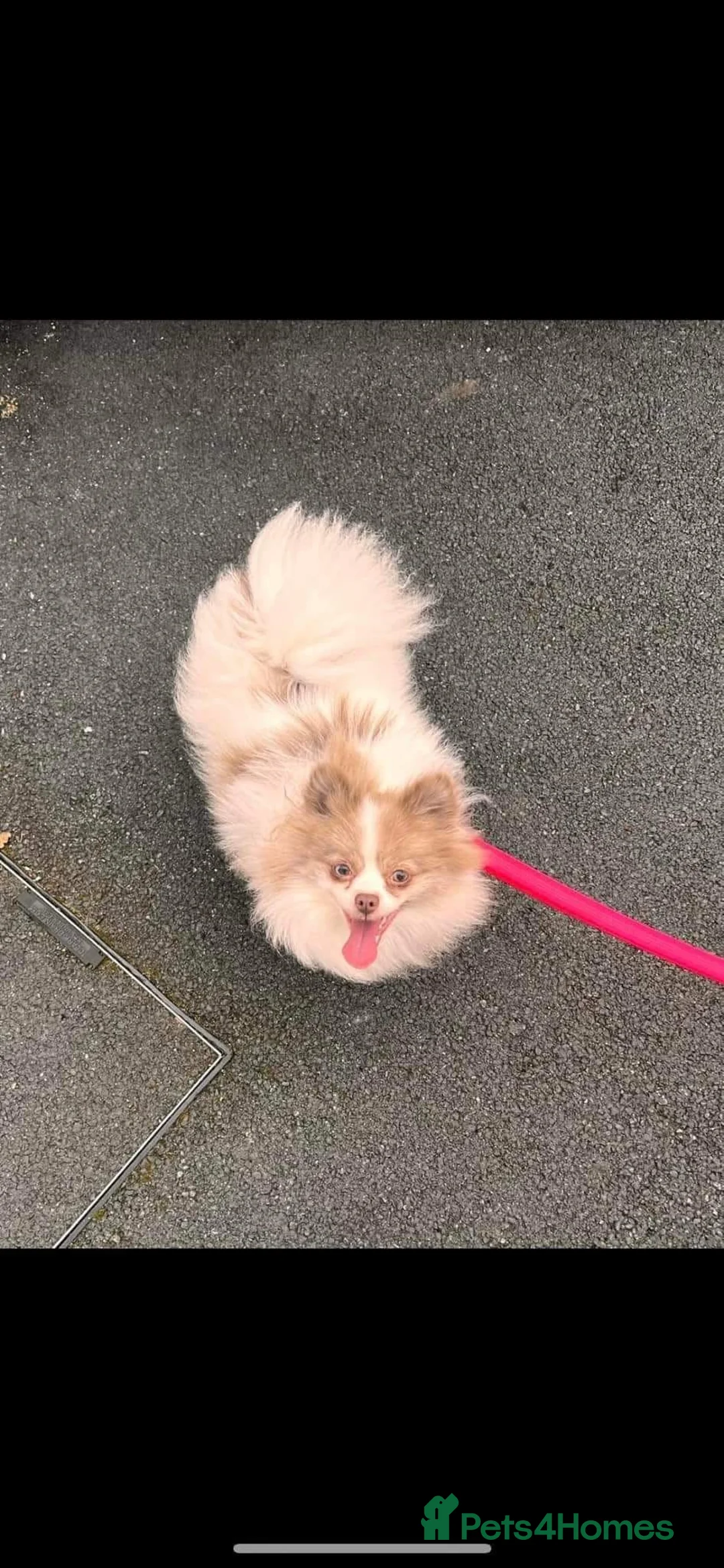 Pomeranian dogs for sale: Make true to type Pomeranian  - Advert 2