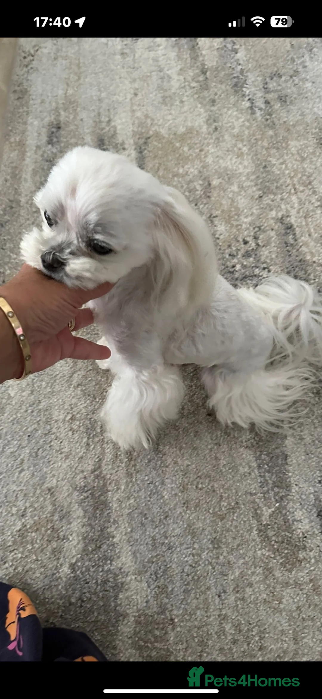 Maltese dogs for stud: korean maltese stud  in Newmarket - Advert 3