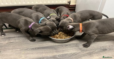 Whippet dogs - Advert 7