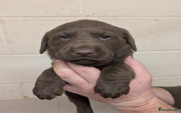 Labrador Retriever dogs for sale: Gorgeous chocolate Labrador puppies for sale - Advert 16