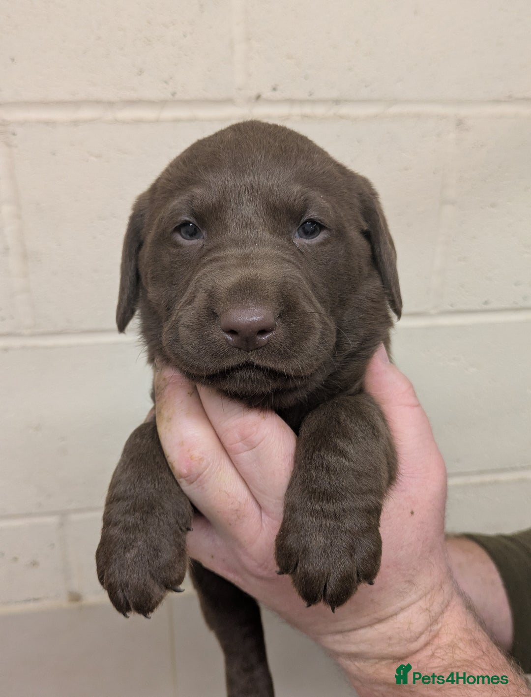 Labrador Retriever dogs for sale: Gorgeous chocolate Labrador puppies for sale - Advert 16
