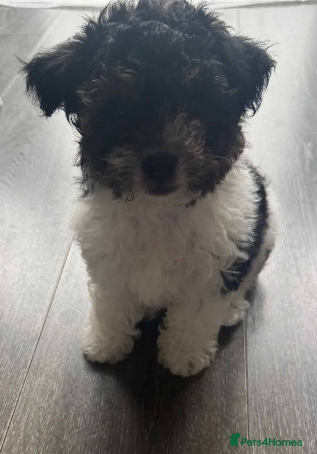 Yorkiepoo dogs for sale: Yorkiepoo  - Advert 3