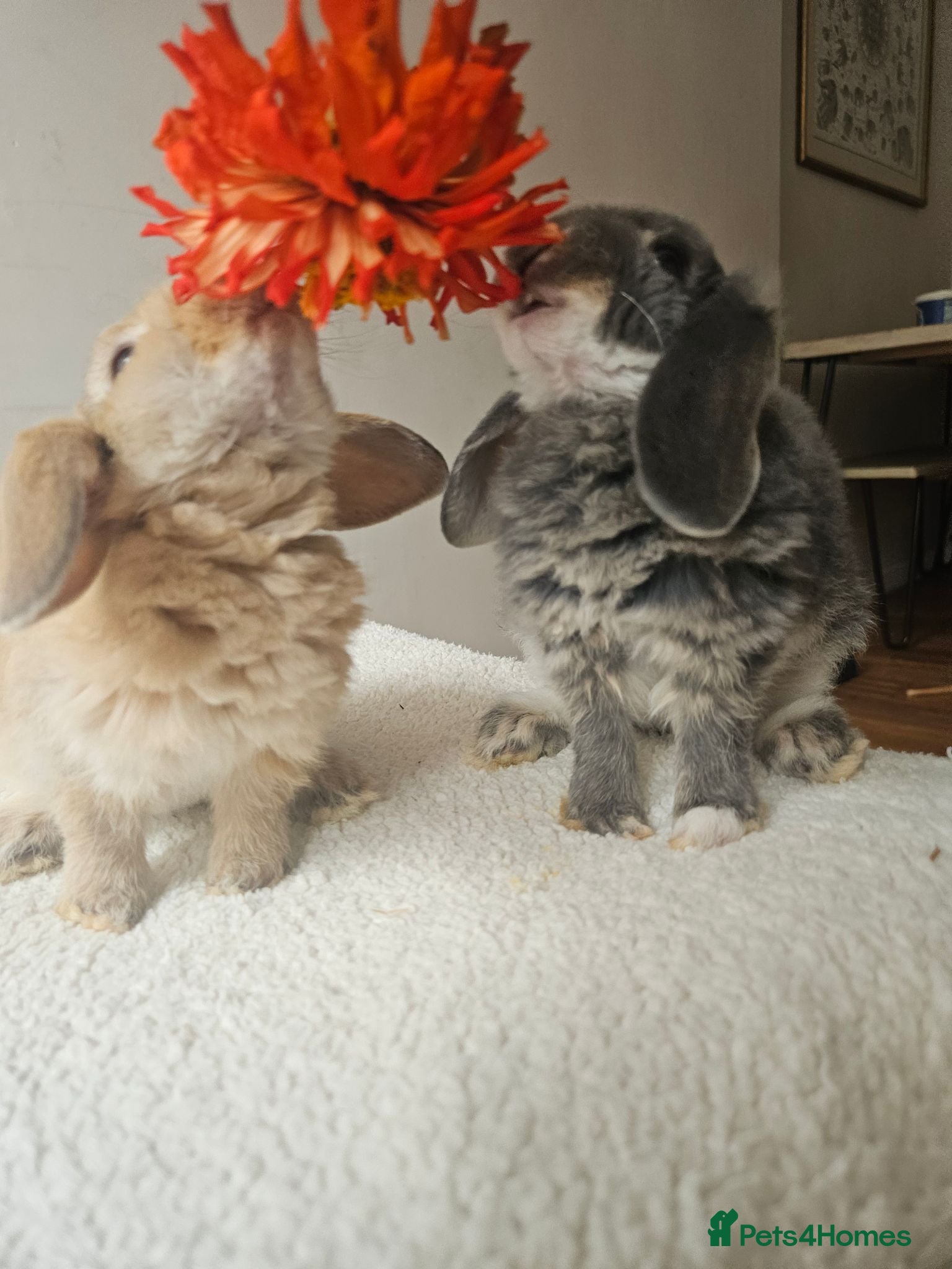 Mini Lop rabbits Purebred Mini Plush Lops Blues & Orange  - Advert 1