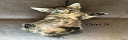 Mixed Breed cats for sale: Stunning kittens available ready now  - Advert 3