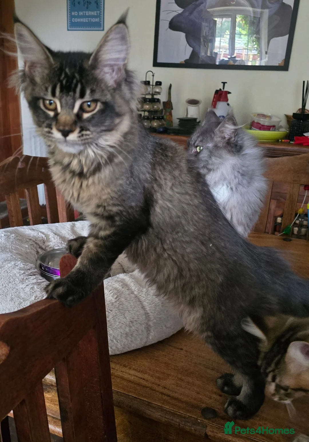 Maine Coon cats for sale: Big Strong Maine Coon Kittens - Advert 2