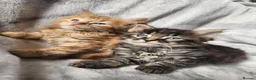 Siberian cats for sale: Hypoallergenic, TICA, Traditional Siberian kittens - Advert 1