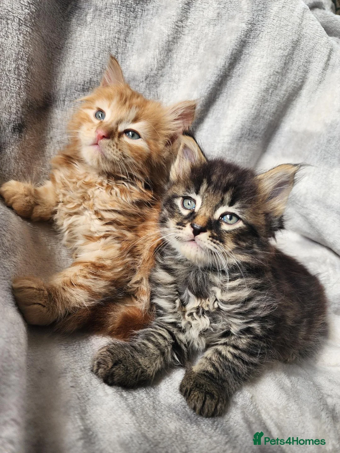 Siberian cats for sale: Hypoallergenic, TICA, Traditional Siberian kittens - Advert 1