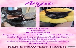 Domestic Shorthair cats for sale: Kittens and cats for adoption.  - Image 8